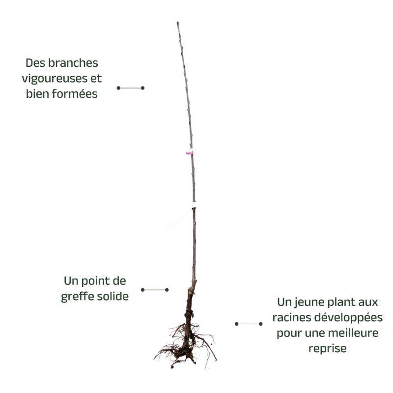Cerisier bigarreau 'Hâtif Burlat' (Prunus avium 'Hâtif Burlat') - Scion de 150cm - Pépinières Naudet - Image 4