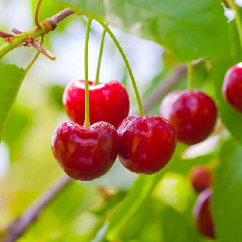 Cerisier bigarreau 'Hâtif Burlat' (Prunus avium 'Hâtif Burlat') - Scion de 150cm - Pépinières Naudet - Image 1