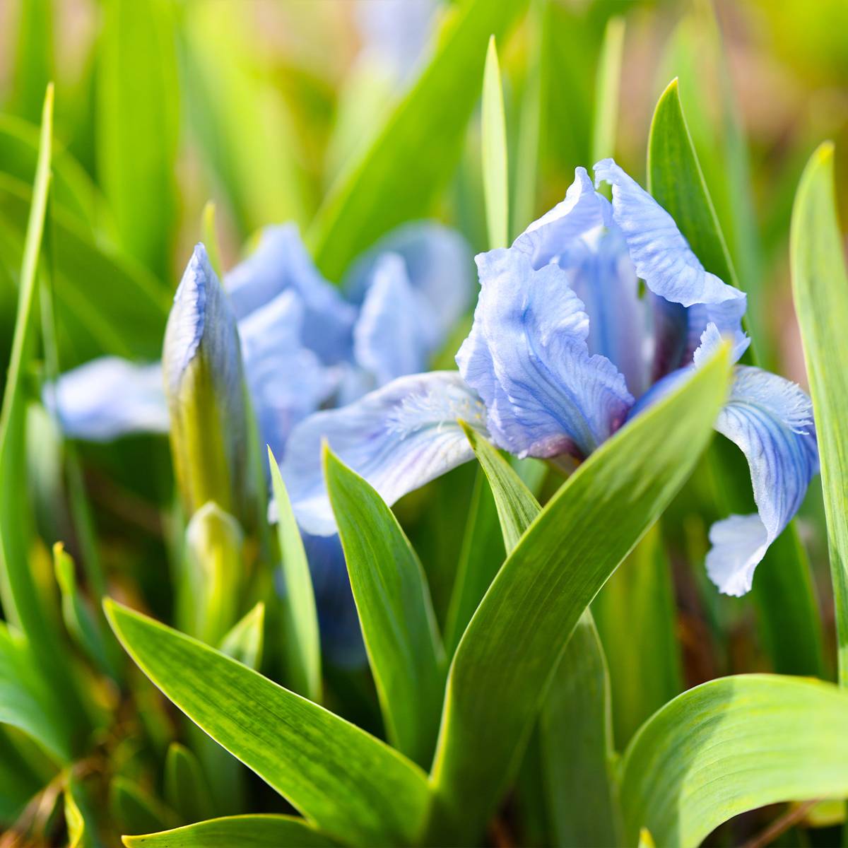 Iris pumila Azurea - Iris nain ou Iris de rocaille Godet de 8/9 cm