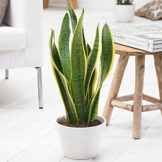 Gardenersdream - Sansevieria Laurentii - 1 X Plante D’Intérieur Ornementale Vivante En Pot De 13 Cm - GardenersDream - Image 1