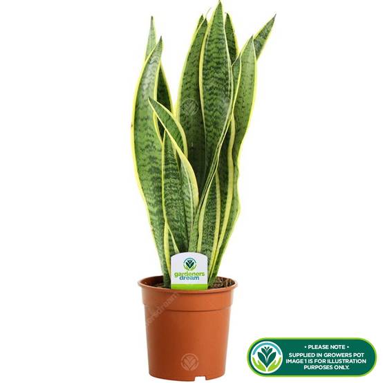 Gardenersdream - Sansevieria Laurentii - 1 X Plante D’Intérieur Ornementale Vivante En Pot De 13 Cm - GardenersDream - Image 2