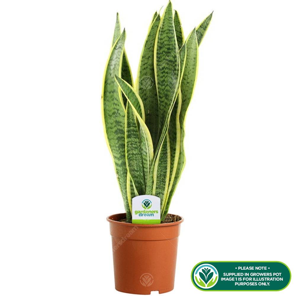 Gardenersdream - Sansevieria Laurentii - 1 X Plante D’Intérieur Ornementale Vivante En Pot De 13 Cm - GardenersDream - Image 2