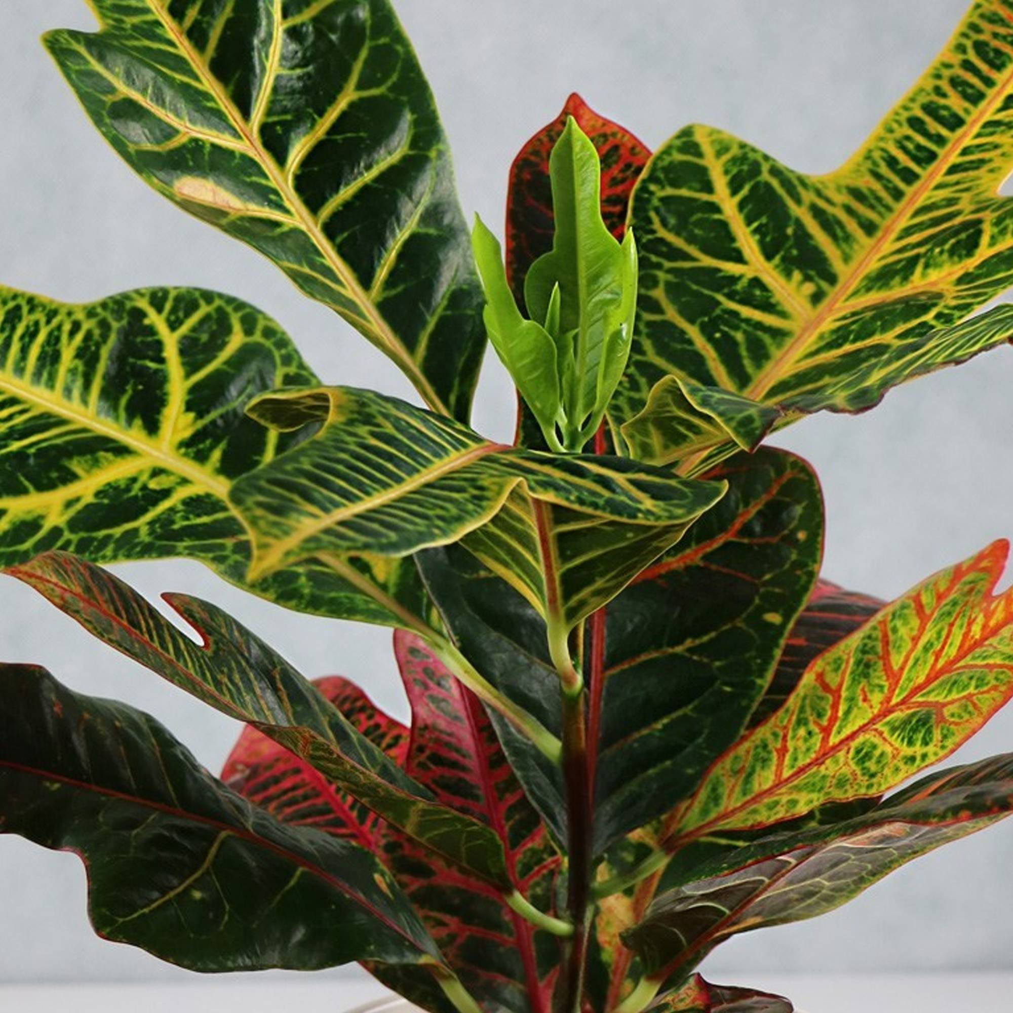 Gardenersdream - Codiaeum Variegatum "Excellent" | Croton Merveilleux Plante D'Intérieur | De 35 À 45 Cm En Pot - GardenersDream - Image 2