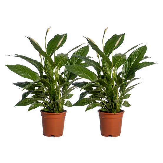 Spathiphyllum Vivaldi - H70cm