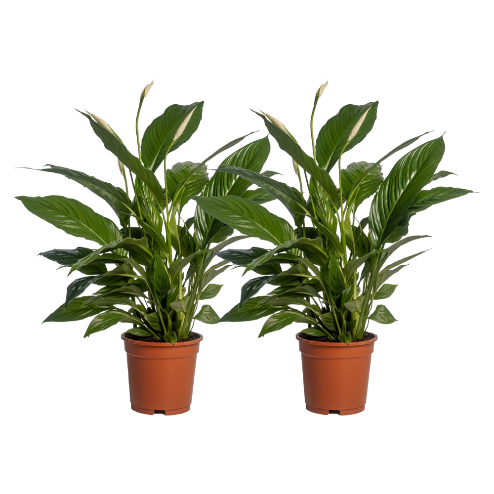 Spathiphyllum Vivaldi - H70cm