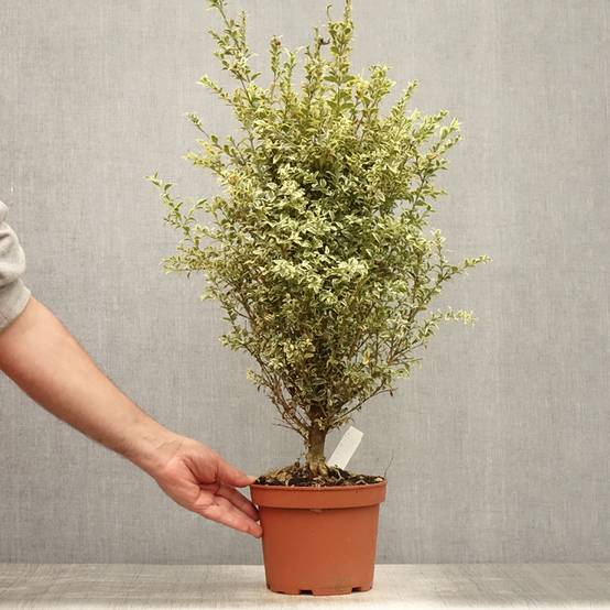 Promesse de Fleurs - Buis commun panaché - Buxus sempervirens Elegans Pot de 2L/3L - Image 2