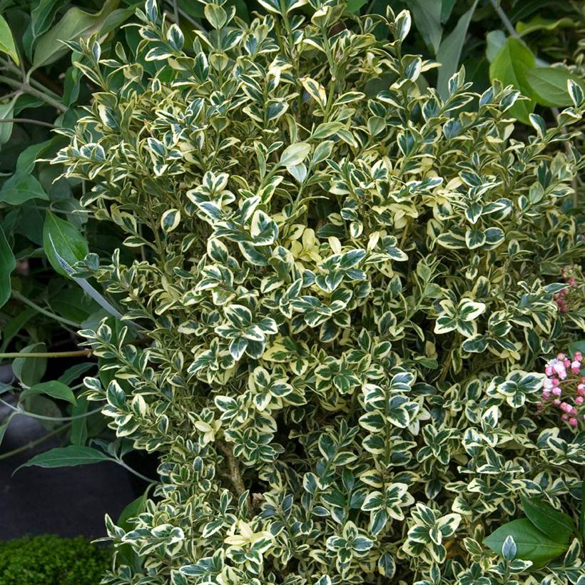 Promesse de Fleurs - Buis commun panaché - Buxus sempervirens Elegans Pot de 2L/3L - Image 1
