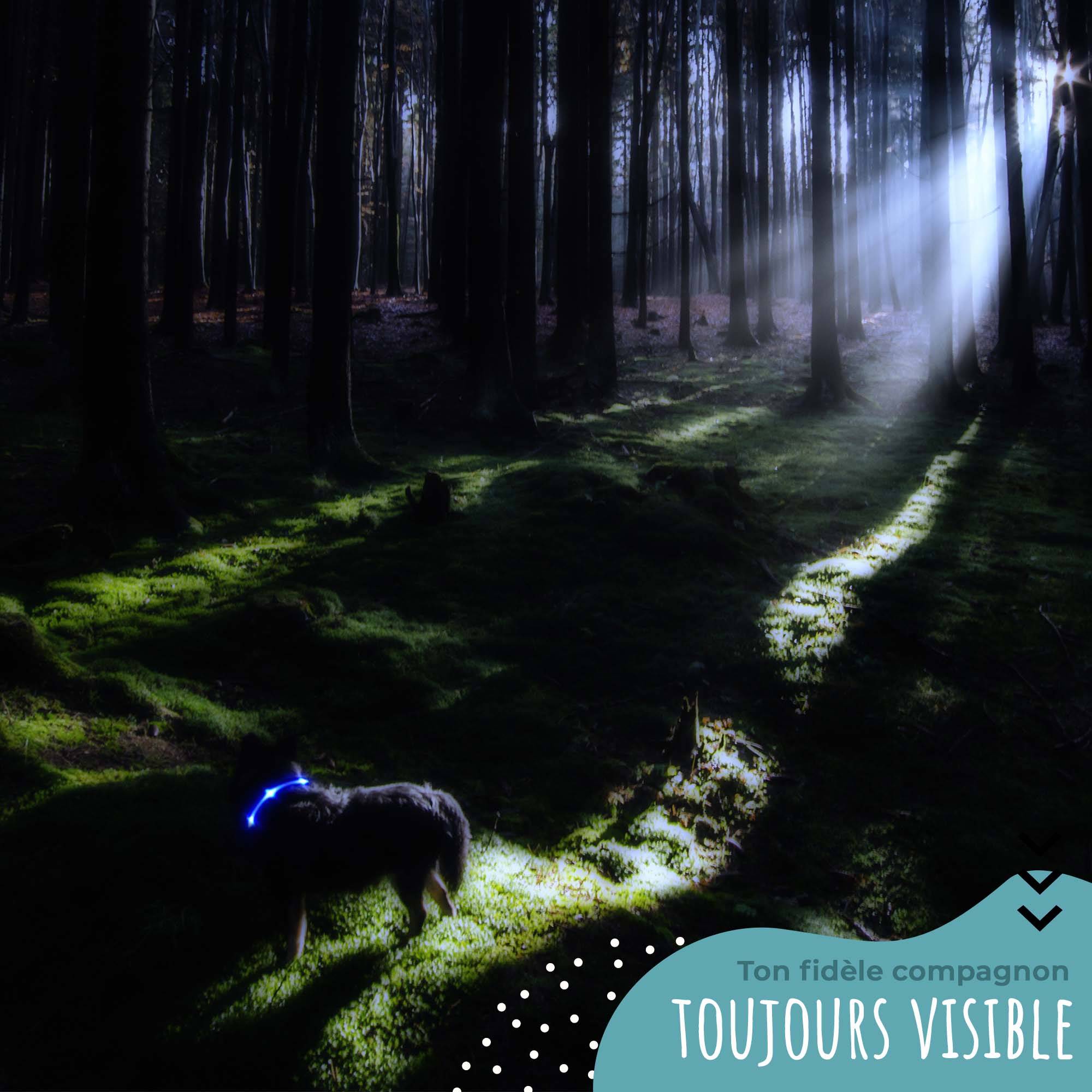 Bi International - Laisse pour chien [L'original] 1,2 m LED lumineux (Rouge) - BI International - Image 3