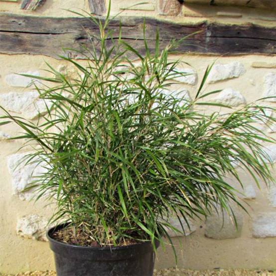 Pleioblastus linearis - Bambou moyen 2/3L Pot de 2L/3L - Image 1