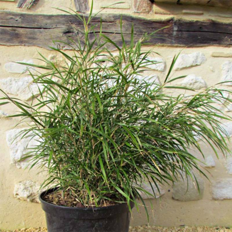 Pleioblastus linearis - Bambou moyen 2/3L Pot de 2L/3L