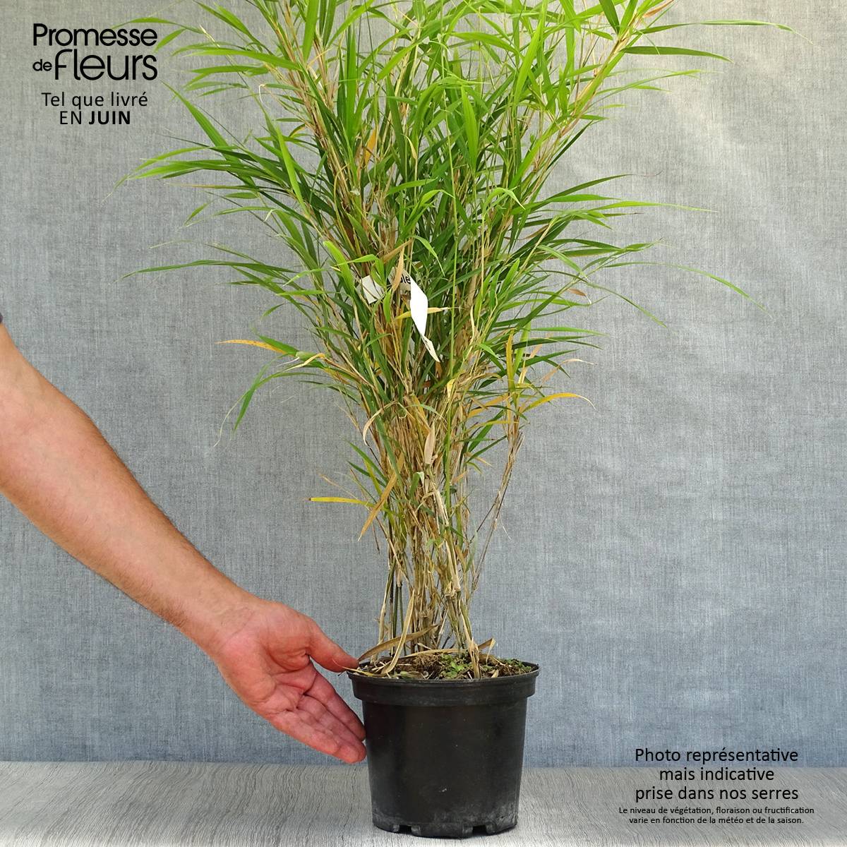 Pleioblastus linearis - Bambou moyen 2/3L Pot de 2L/3L - Image 2