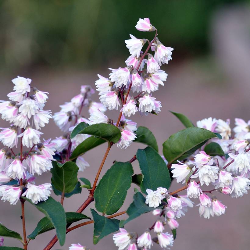 Promesse de Fleurs - Deutzia scabra Plena - Deutzie Pot de 2L/3L - Image 1