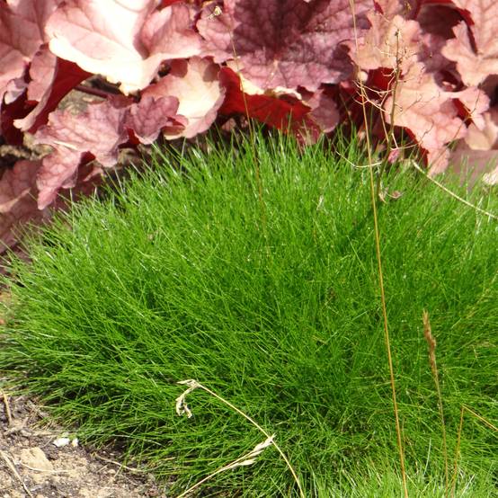 Promesse de Fleurs - Festuca gautieri - Fétuque de Gautier Godet de 8/9 cm