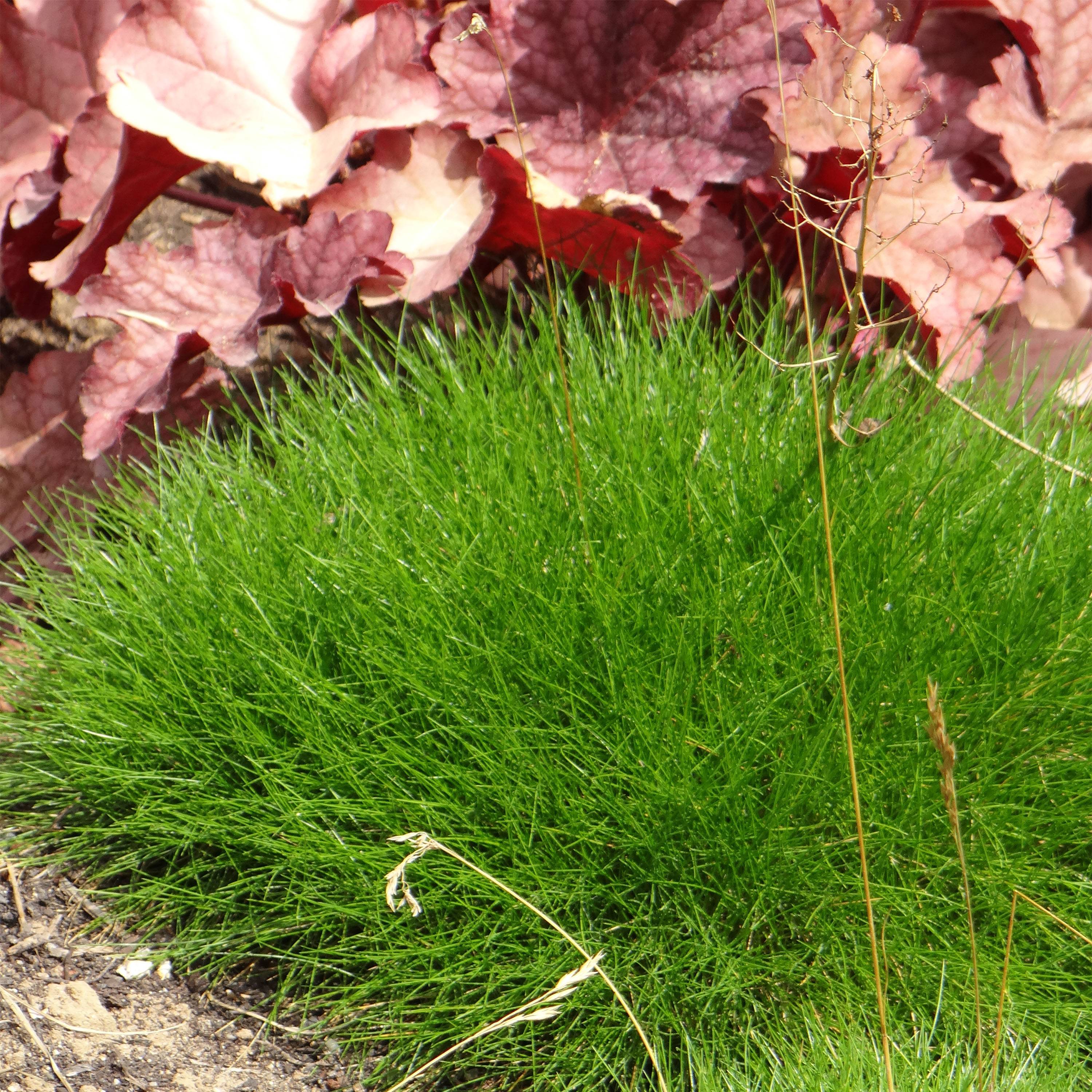 Promesse de Fleurs - Festuca gautieri - Fétuque de Gautier Godet de 8/9 cm