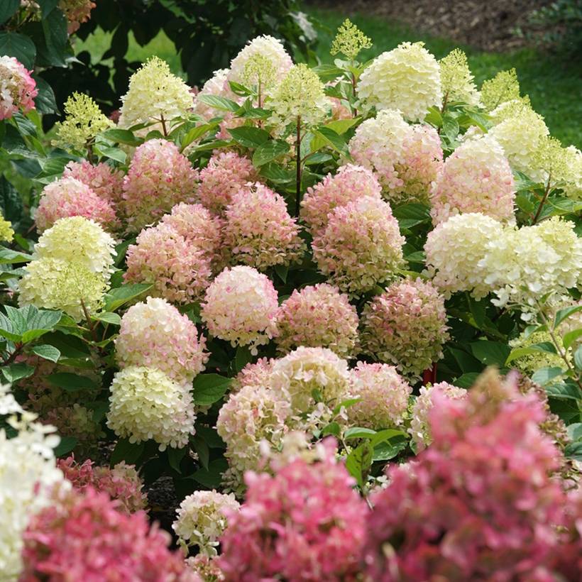 Promesse de Fleurs - Hydrangea paniculata Fire Light - Hortensia paniculé Pot de 4L/5L
