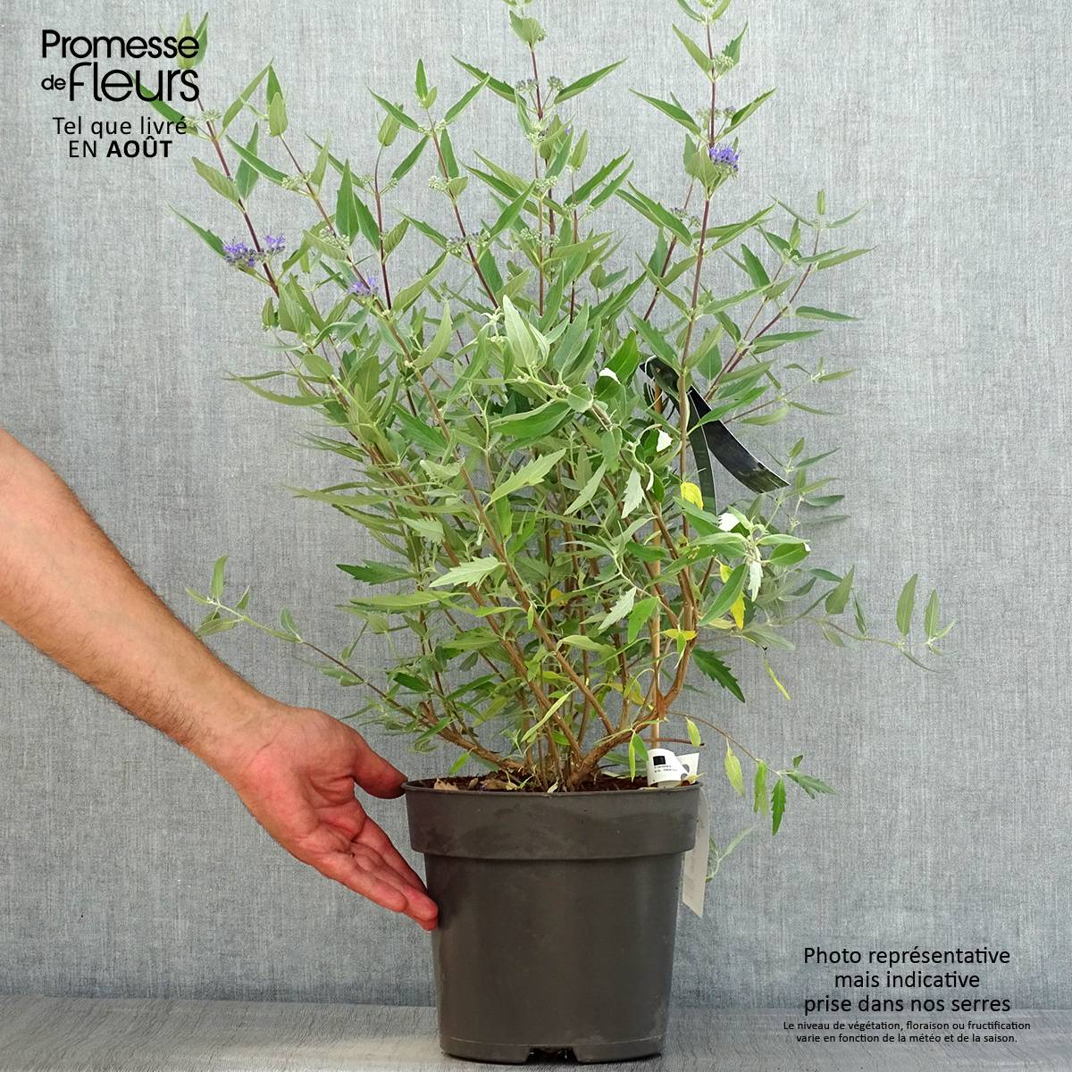 Promesse de Fleurs - Caryopteris x clandonensis Blauer Spatz (Oiseau Bleu) Pot de 3L/4L - Image 2