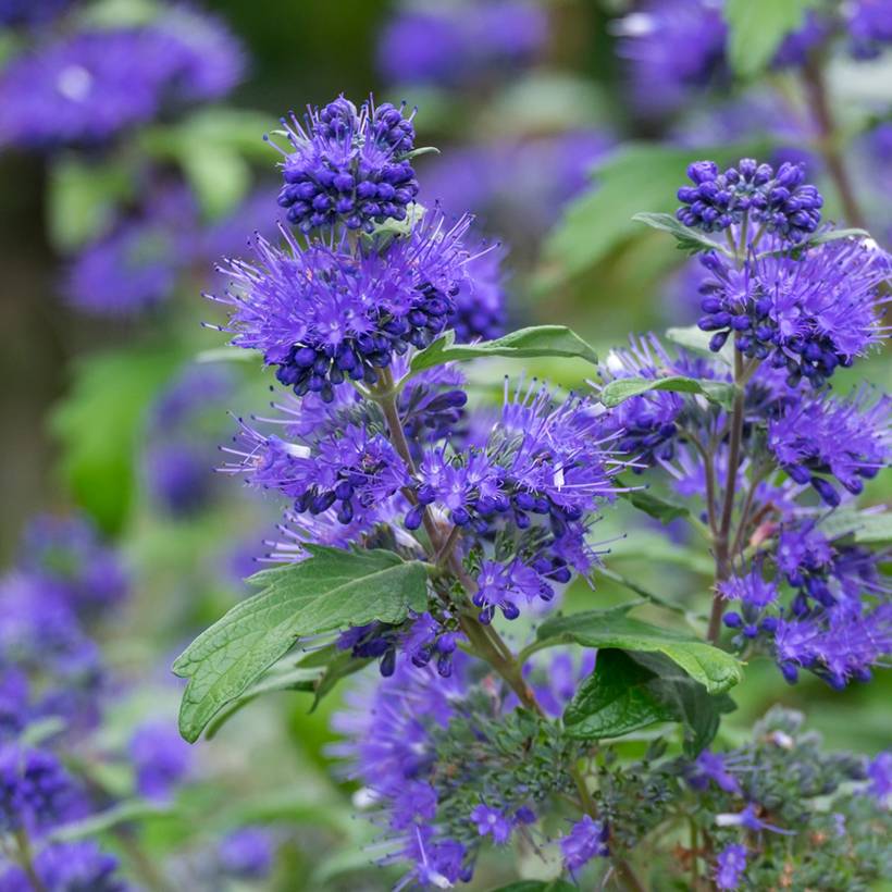 Promesse de Fleurs - Caryopteris x clandonensis Blauer Spatz (Oiseau Bleu) Pot de 3L/4L - Image 1