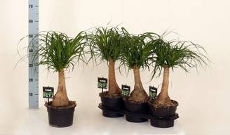 Beaucarnea Nolina - D19 H60cm