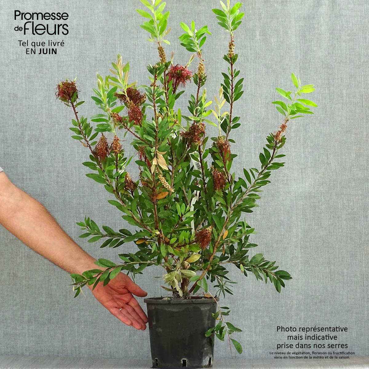 Callistemon (x) laevis Pot de 1,5L/2L - Image 2