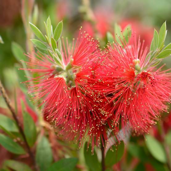 Callistemon (x) laevis Pot de 1,5L/2L - Image 1