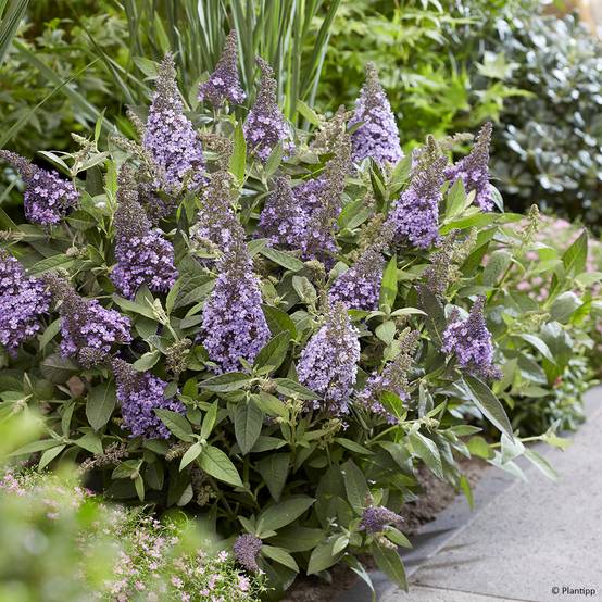Buddleja davidii Butterfly Candy Lila Sweetheart - Arbre aux papillons nain Pot de 3L/4L - Image 1