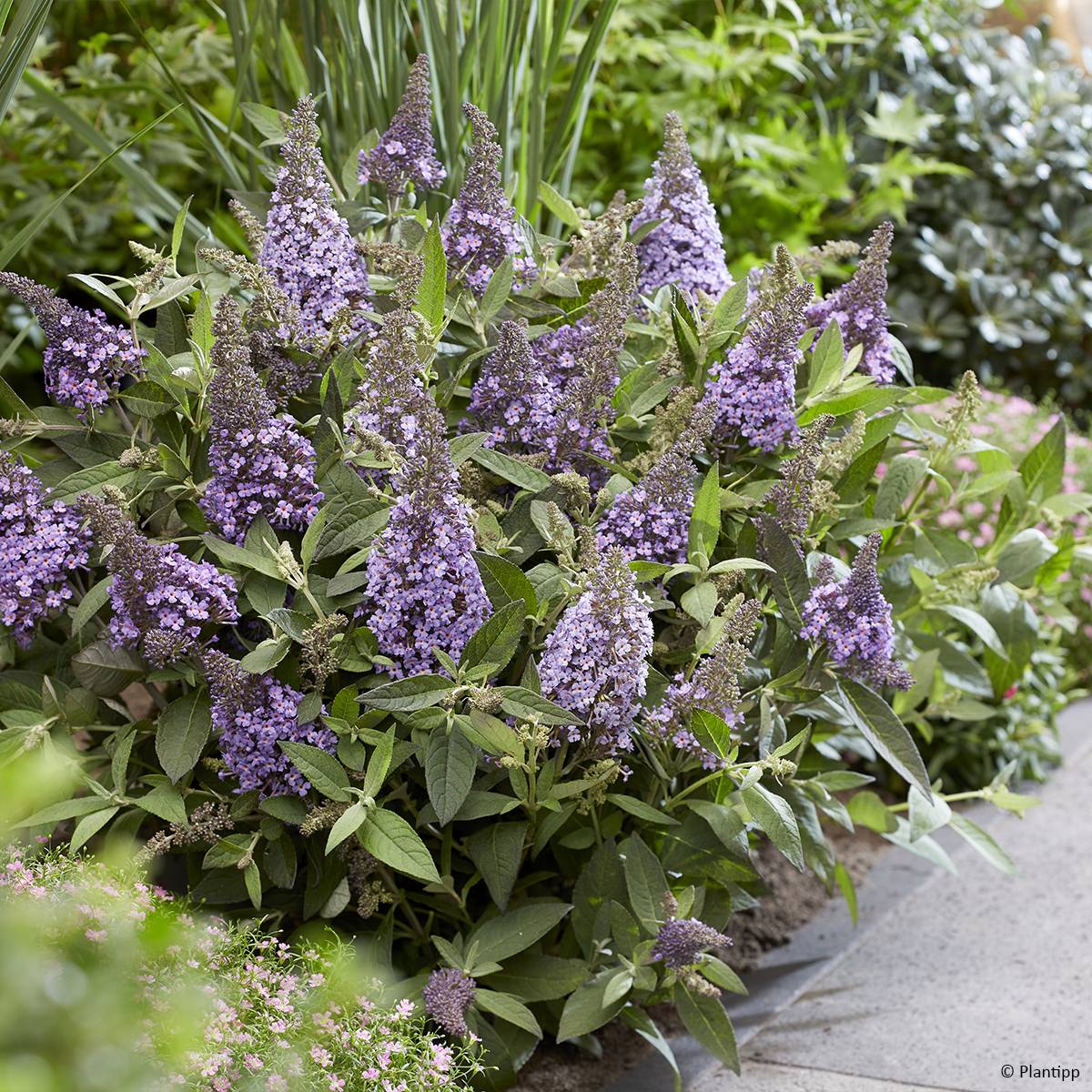 Buddleja davidii Butterfly Candy Lila Sweetheart - Arbre aux papillons nain Pot de 3L/4L