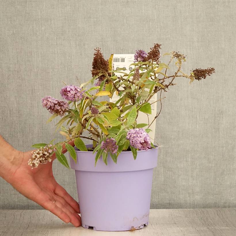 Buddleja davidii Butterfly Candy Lila Sweetheart - Arbre aux papillons nain Pot de 3L/4L - Image 2