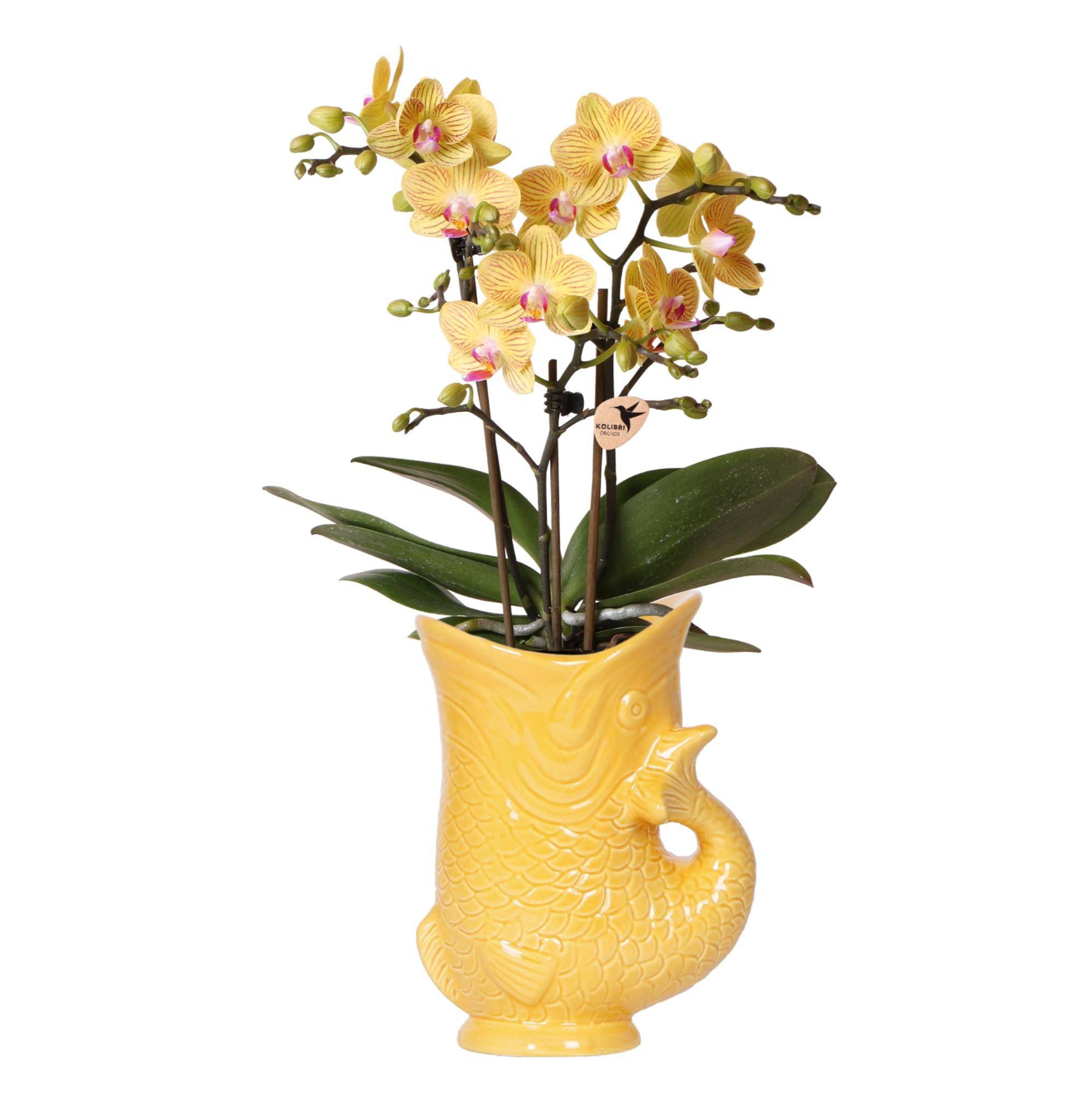 Orchidée Phalaenopsis 'Lima' jaune - Pot de 9cm - Poisson blanc - Plantes d'intérieur - Image 1