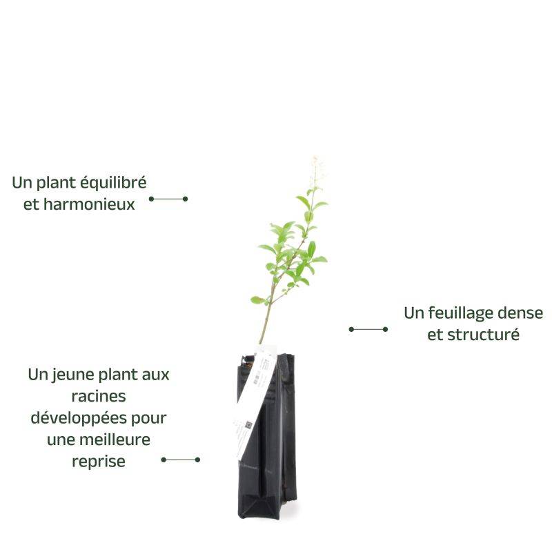 Troène commun (Ligustrum vulgare) - Godet - Taille 13/25cm - Pépinières Naudet - Image 4
