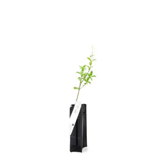Troène commun (Ligustrum vulgare) - Godet - Taille 13/25cm - Pépinières Naudet - Image 3