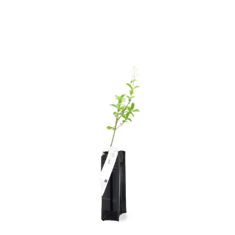 Troène commun (Ligustrum vulgare) - Godet - Taille 13/25cm - Pépinières Naudet - Image 3