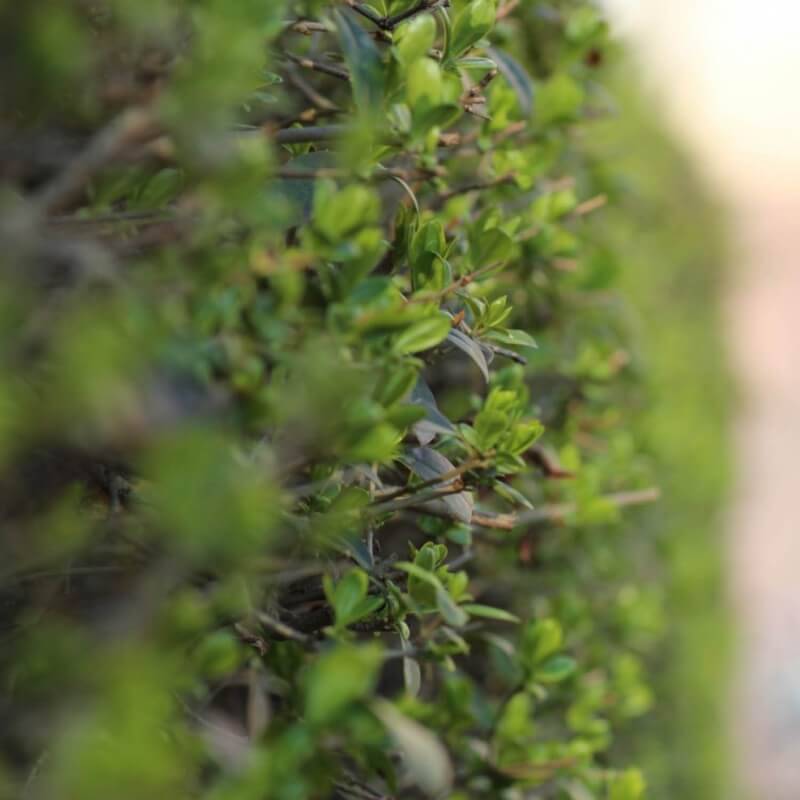 Troène commun (Ligustrum vulgare) - Godet - Taille 13/25cm - Pépinières Naudet - Image 5