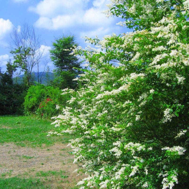Troène commun (Ligustrum vulgare) - Godet - Taille 13/25cm - Pépinières Naudet - Image 1