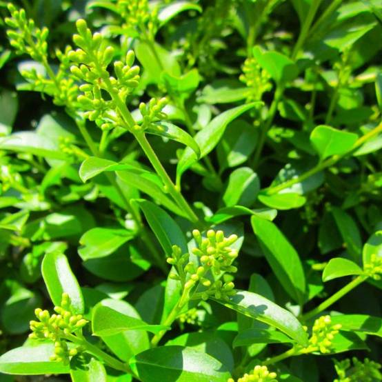 Troène commun (Ligustrum vulgare) - Godet - Taille 13/25cm - Pépinières Naudet - Image 2