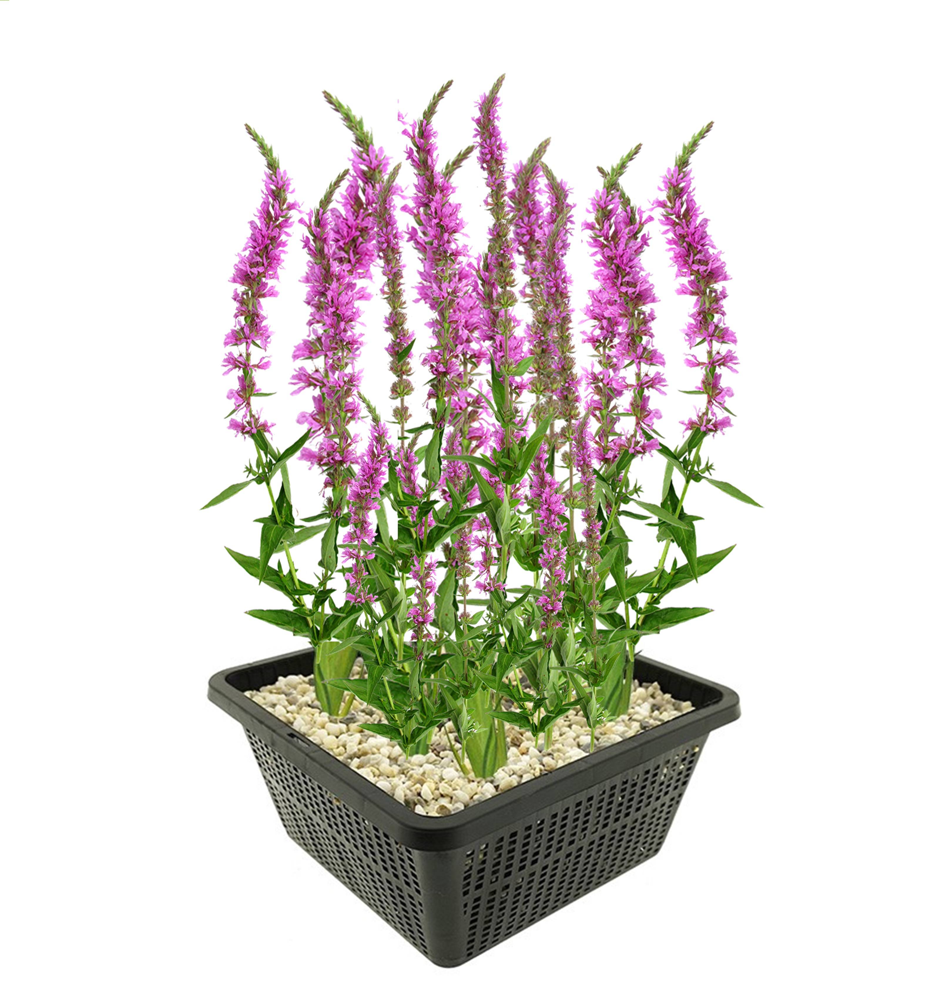 0 - Salicaire Plante Berge Bassin - Floraison Violette - Rustique - 9 Pièces