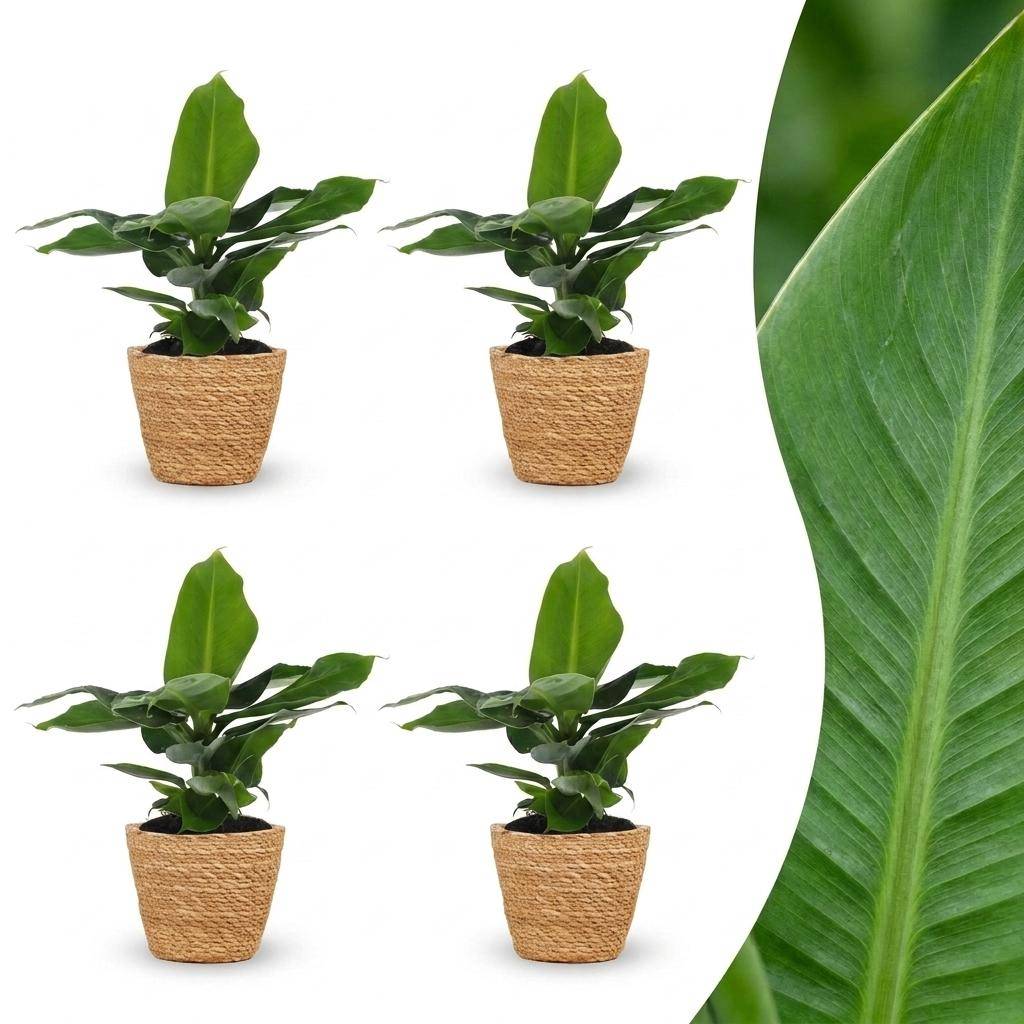 Musa Oriental Dwarf - Bananier nain oriental - Pot de 12cm - 4 plantes - Panier - Plantes d'intérieur