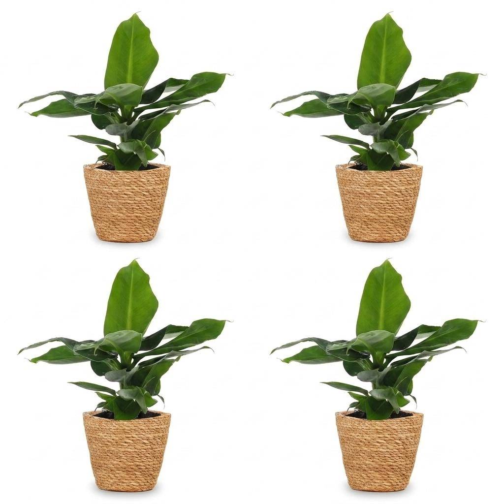 Musa Oriental Dwarf - Bananier nain oriental - Pot de 12cm - 4 plantes - Panier - Plantes d'intérieur - Image 2