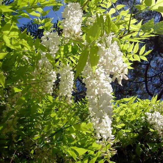 Glycine de Chine - Wisteria sinensis Alba Pot de 2L/3L, Plant greffé de + de 18 mois