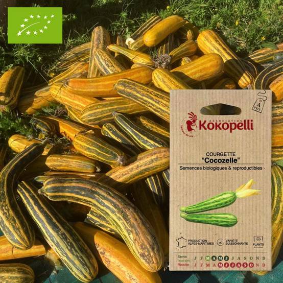 Courgette Cocozelle- Graines bio à semer - Image 1