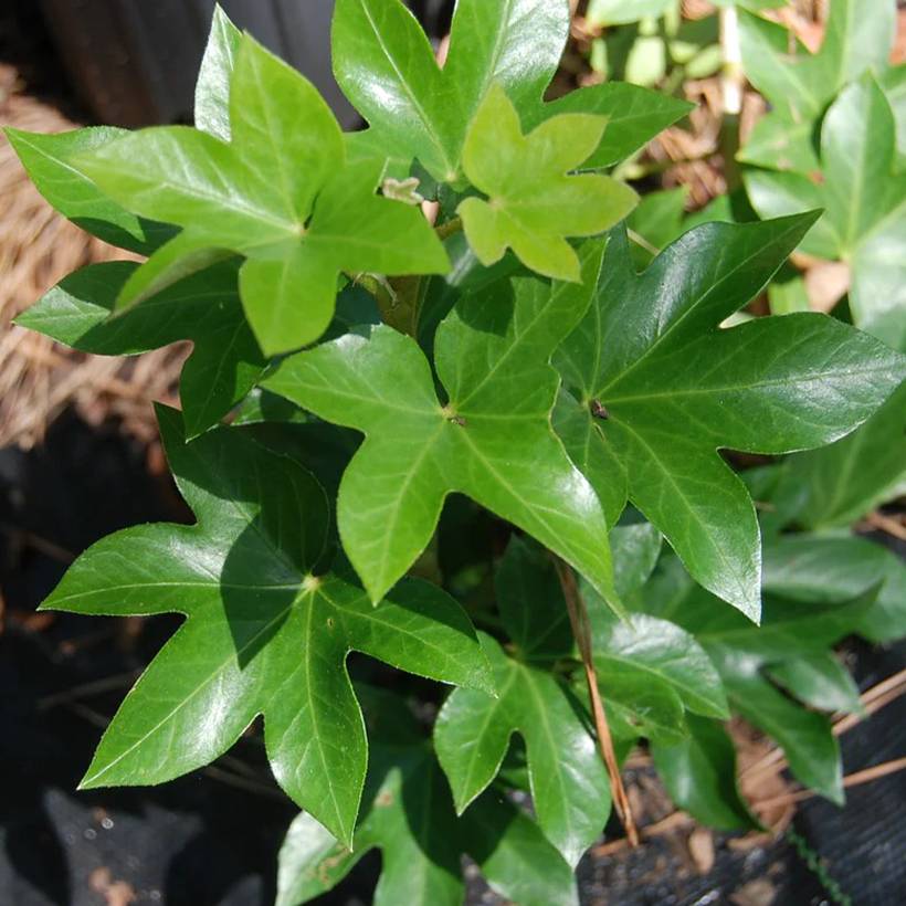 Promesse de Fleurs - Fatshedera lizei - Aralia lierre Godet de 8/9 cm