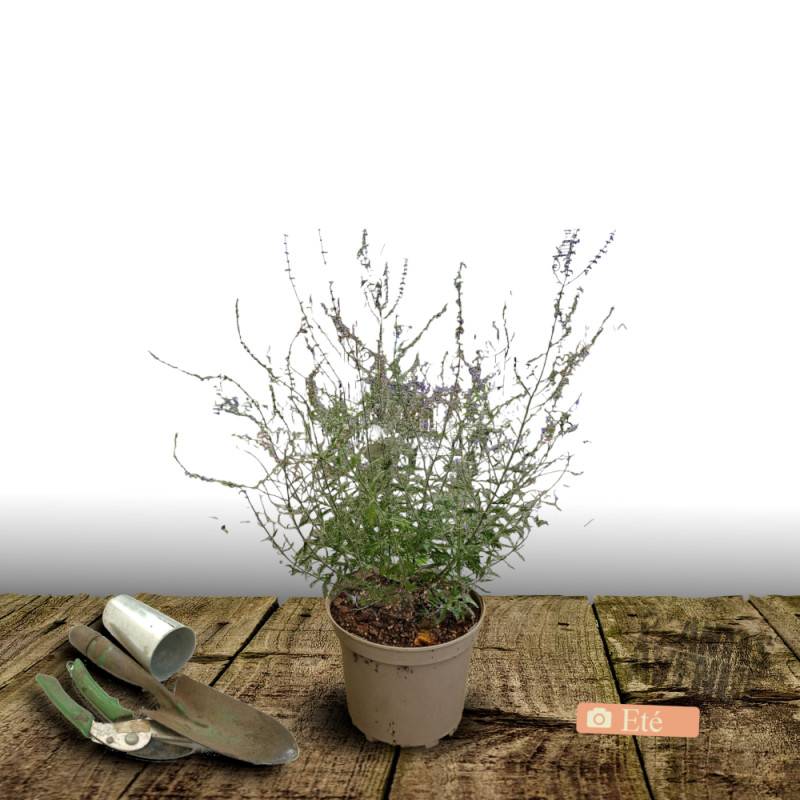 Lavande d'Afghanistan Silvery Blue® 'Lissvery', Sauge Russe, Perovskia à fleurs Bleue/ - feuillage Persistant - Pot de 3L - 40/60 cm - Image 3