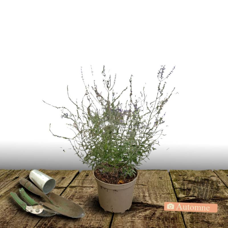 Lavande d'Afghanistan Silvery Blue® 'Lissvery', Sauge Russe, Perovskia à fleurs Bleue/ - feuillage Persistant - Pot de 3L - 40/60 cm - Image 2