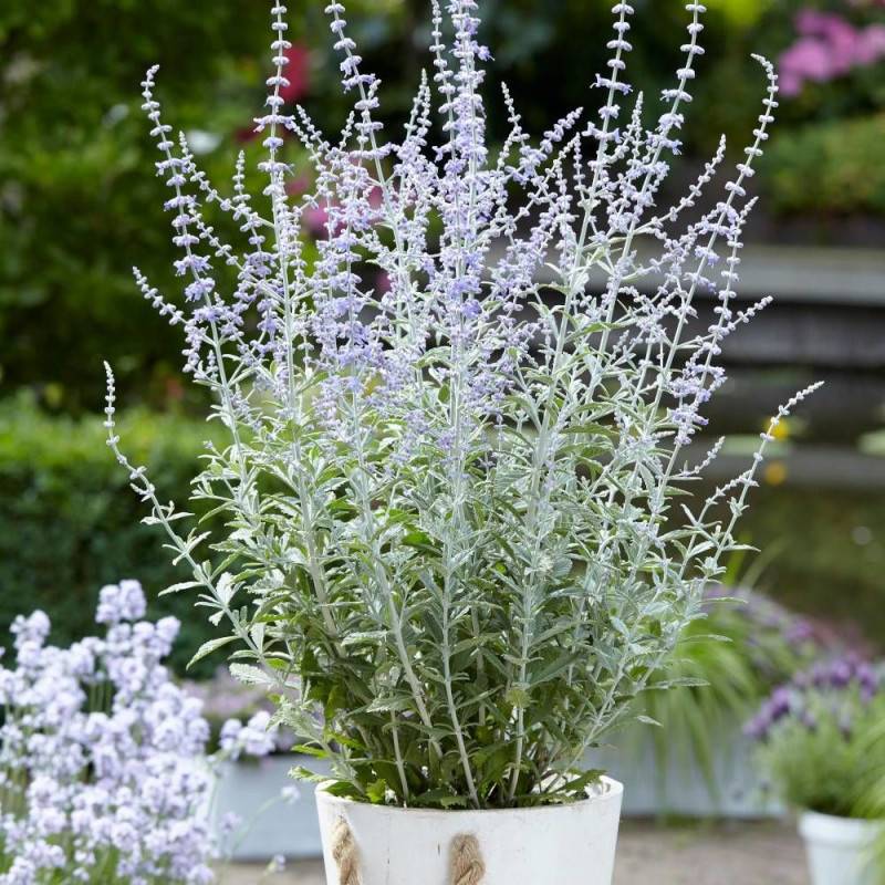 Lavande d'Afghanistan Silvery Blue® 'Lissvery', Sauge Russe, Perovskia à fleurs Bleue/ - feuillage Persistant - Pot de 3L - 40/60 cm - Image 1
