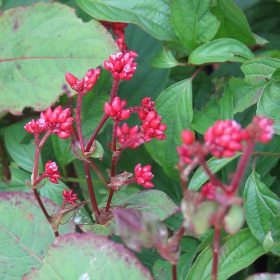 Promesse de Fleurs - Renouée - Persicaire Indian Summer Godet de 8/9 cm