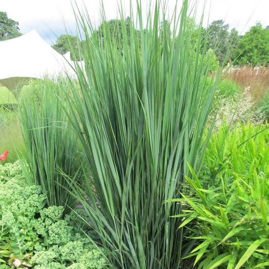 Panic érigé - Panicum virgatum Northwind Pot de 2L/3L