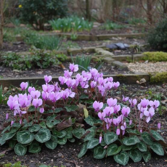 Cyclamen de Naples à fleurs Rose/ - feuillage Caduc - Godet - 5/20 cm