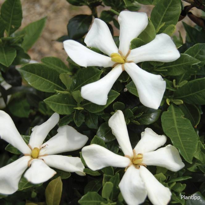Gardénia rustique Pinwheel Pot de 2L/3L - Image 1