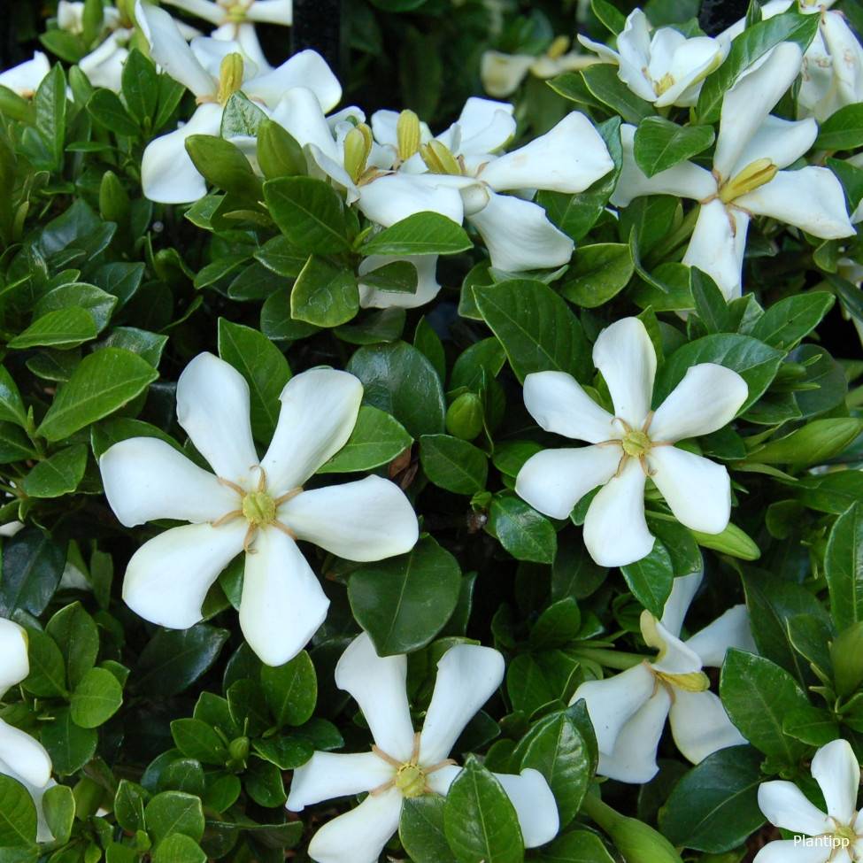 Gardénia rustique Pinwheel Pot de 2L/3L - Image 3