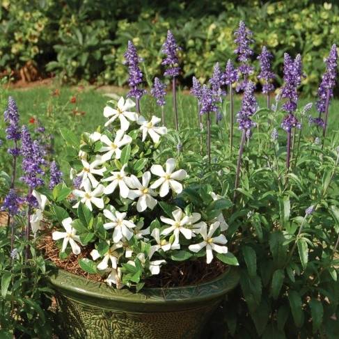 Gardénia rustique Pinwheel Pot de 2L/3L - Image 4