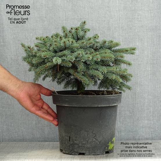 Epicéa nain - Picea mariorika Machala Pot de 4L/5L - Image 2